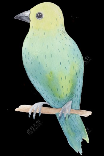 鹦鹉鸟类透明装饰图案