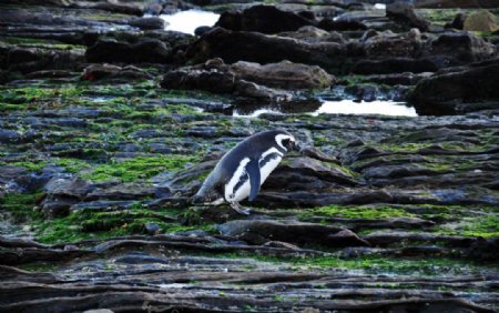 南乔治亚岛的麦哲伦企鹅