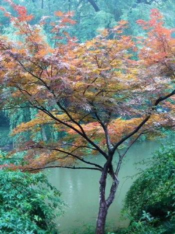 杭州西湖雨景枫叶