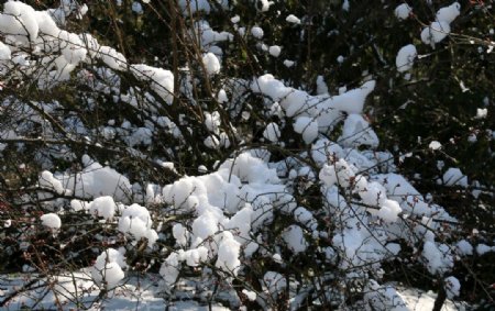 梅树雪景