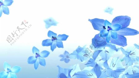 蓝色梦幻花朵飘落视频素材