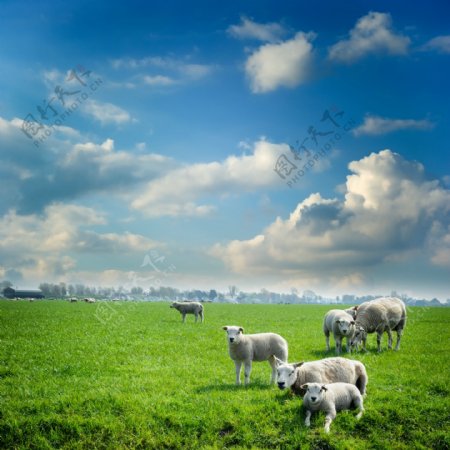 绿色牧场上的羊群