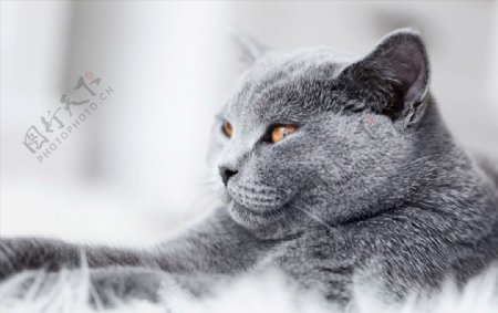 趴在地毯上的灰色猫咪特写高清