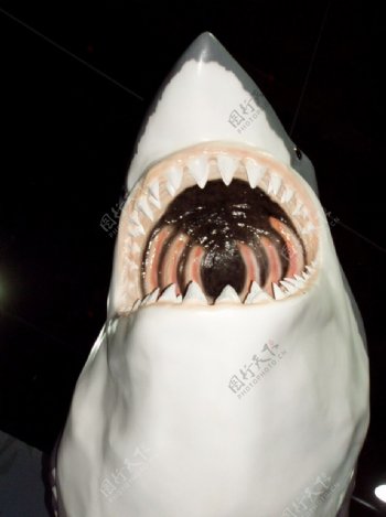 鲨鱼嘴照片
