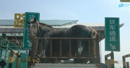 高速公路上的马