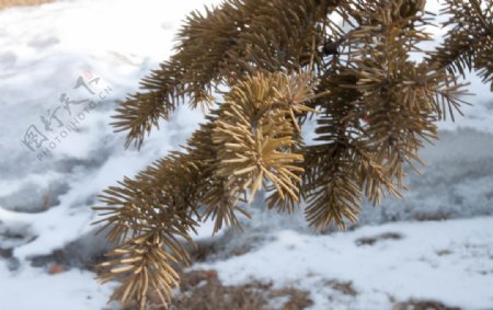 雪压松枝