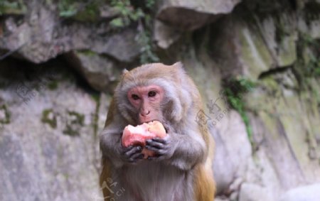 猴子吃桃