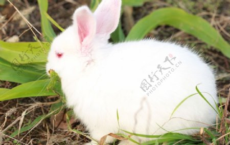 小白兔兔兔草