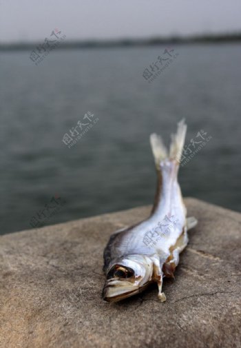 城市死鱼中的元素湖城市死鱼环保环境问题水泥