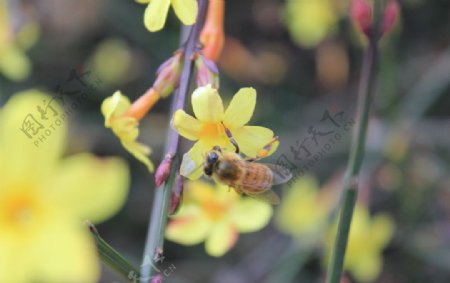 蜜蜂微距摄影