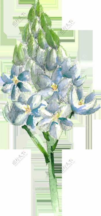 手绘蓝色花朵透明素材
