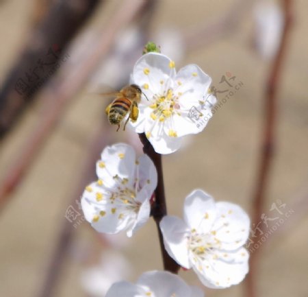 春蜂