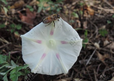 花边漫步