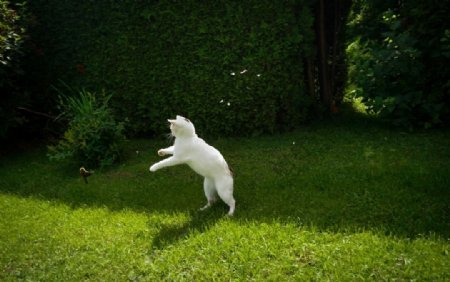 白猫抓草甸鸟