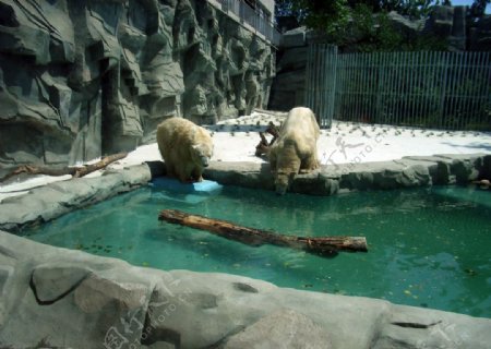 两只北极熊喝水