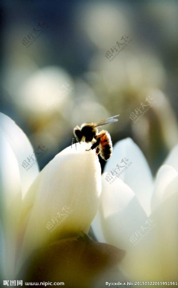 采蜜的小蜜蜂