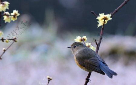 红胁蓝尾鸲