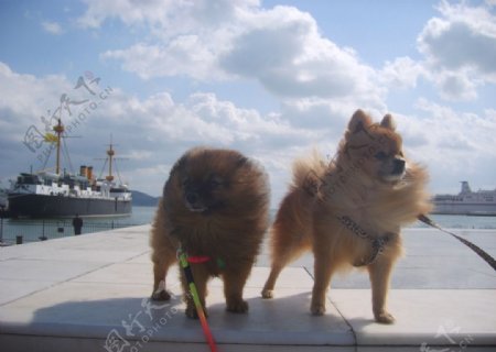 狗狗的威海假期