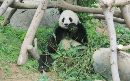 大熊猫摄影