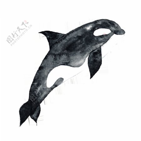 黑色手绘海豚卡通水彩素材