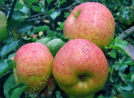 国光苹果苹果树
