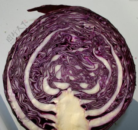 切开的紫白菜