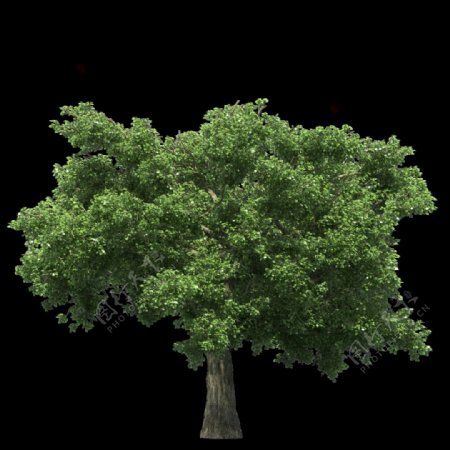 一棵绿色的大树png元素素材