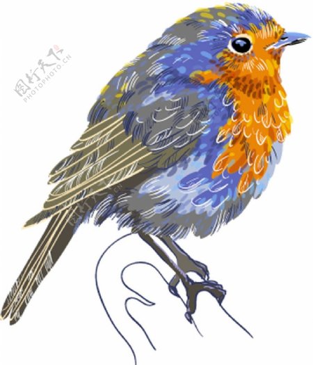 手绘彩绘小鸟鸟类站立彩色绘画装饰画