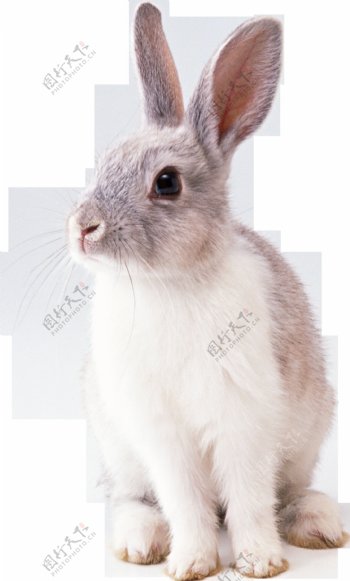 坐地上的兔子免抠png透明素材