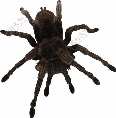 黑色大蜘蛛免抠png透明图层素材