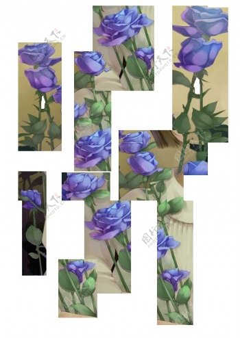 紫色玫瑰花素材图片