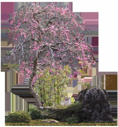 石头上的粉色观赏树实物图