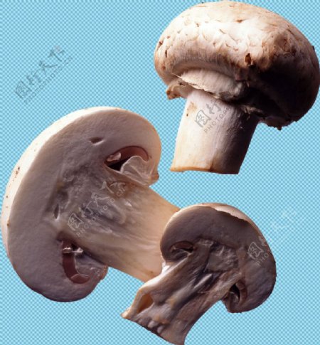 切开的香菇蘑菇免抠png透明图层素材