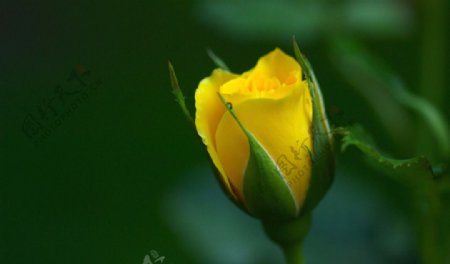 半开的黄玫瑰