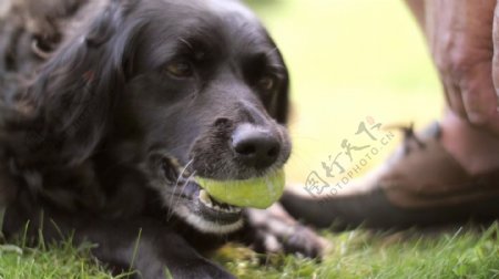 狗咬网球