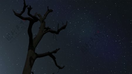 银河与树