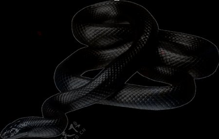 黑色的大毒蛇免抠png透明素材