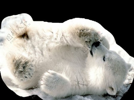 地上打滚的北极熊免抠png透明素材