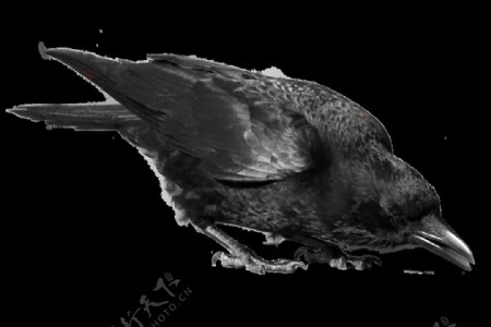 地上啄食的乌鸦免抠png透明素材