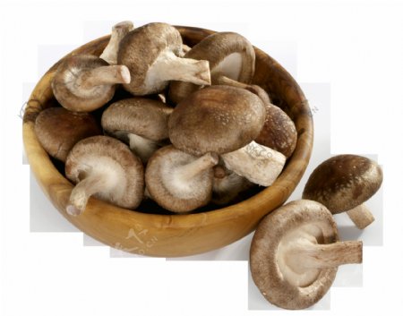 新鲜的蘑菇png元素素材