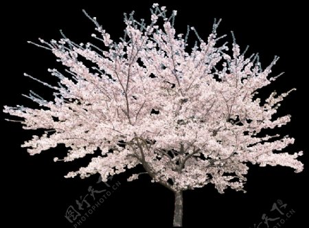 樱花树png元素素材
