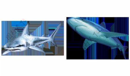 蓝色鲨鱼图片免抠png透明图层素材