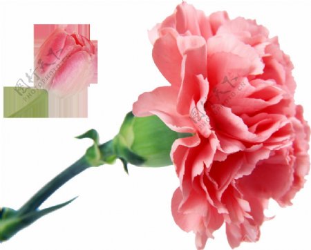 粉色花朵花枝元素