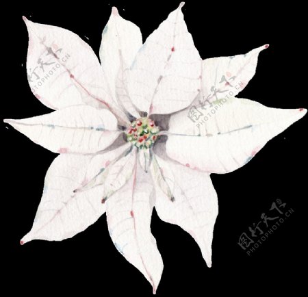 淡雅白色花卉透明素材