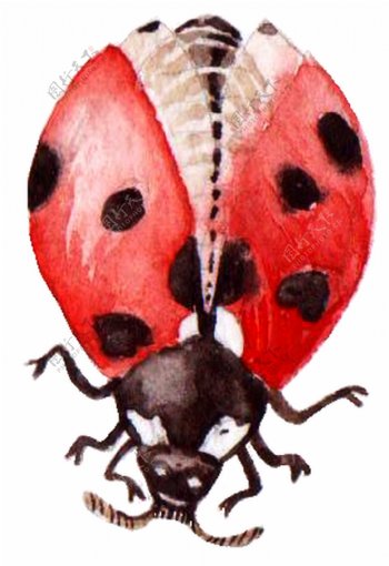 自然甲虫卡通透明素材