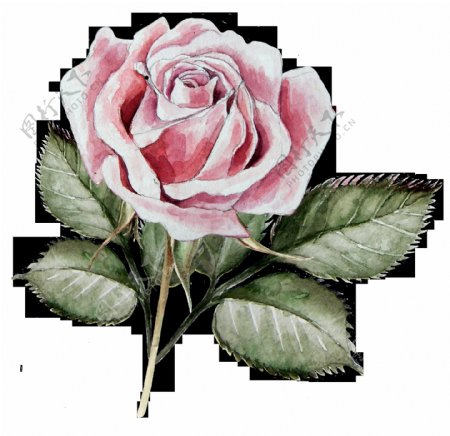 浪漫水彩玫瑰花卡通透明素材