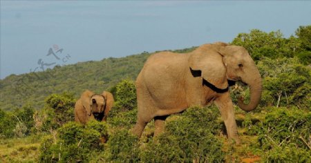 南非公园大象