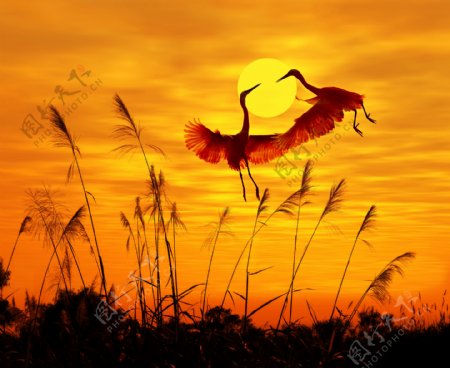 夕阳下的飞鹤