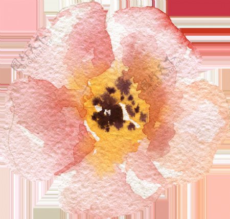 粉色暖色系花卉透明素材