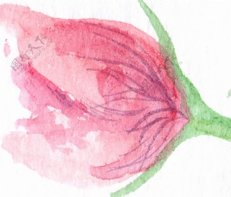 水彩绘画红色花卉透明素材